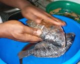 A picture of step 5 of Grilled Fish.