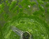 A picture of step 4 of Green Garlic Coriander Chutney.