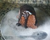 Foto del paso 3 de la receta: Un simple bizcochuelo genoise