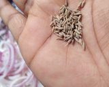 A picture of step 3 of Chicken biryani II.