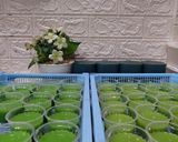 Foto langkah ke 6 dari resep Pudding Susu Alpukat.