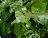 รูปขั้นตอนการทำที่ 2 ของ ตำลึงผัดไข่