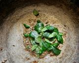 A picture of step 1 of Moringa Kadhi (healthy lunch).