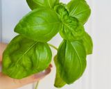 Tojásfelfújt 🌱 recept fázis 4 fotója