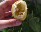 Foto del paso 4 de la receta: Espinacas crocantes