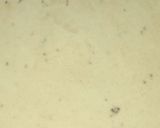 A picture of step 2 of Aloo Samosa.