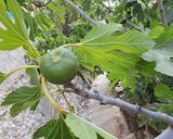Φωτογραφία βήματος 1 της συνταγής Σύκο γλυκό του κουταλιού με αμυγδάλο