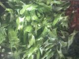 Kacang botol tumis