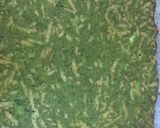 Foto del paso 5 de la receta Base de pizza con brócoli, emmental y harina de garbanzo