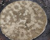A picture of step 2 of Bajara ki Roti.