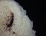 Foto langkah ke 13 dari resep Wool roll bread.