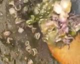 Foto langkah ke 5 dari resep Cumi Cabe Ijo.