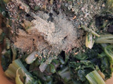 Soufflé de acelga en freidora de aire