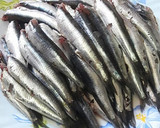 Foto del paso 2 de la receta: Boquerones rellenos con majadito y crujiente de almendras