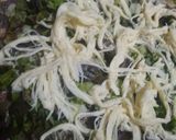 Foto del paso 17 de la receta: Tlayuda oaxaqueña