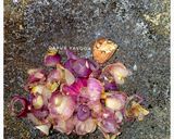 Foto langkah ke 3 dari resep Perkedel Kentang.