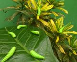 Foto langkah ke 4 dari resep 22.Caterpillar cookies mirip aslinya #bikinramadanberkesan.