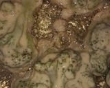 Foto del paso 5 de la receta: Brócoli rebozado