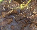 Foto langkah ke 8 dari resep Daging Bumbu Lapis (Super empuk).