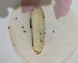 Foto langkah ke 2 dari resep Pisang Aroma Coklat Kulit Lumpia.