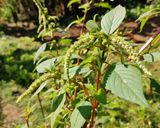 A picture of step 1 of Amaranth Delights.