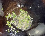 A picture of step 2 of Stir-Fried Loofah (清炒丝瓜).