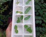 Foto langkah ke 5 dari resep Teh Mint Murni/ Pure Mint Tea (Tanpa tambahan Teh).