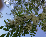 Foto del paso 1 de la receta: Flores de acacia blanca (Rubinia pseudoacacia) en infusión
