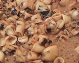 Foto del paso 5 de la receta: Calamarcitos encebollados