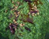 પાલક ગાર્લિક ખીચડી (Palak Garlic Khichdi Recipe In Gujarati) રેસીપી સ્ટેપ8ફોટો