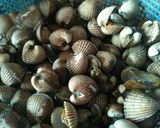 Foto langkah ke 1 dari resep Kerang dara saus tiram.