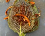 Hình bước làm 3 của món Kim chi lá vừng