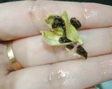 A picture of step 2 of Elachi dana chaai.