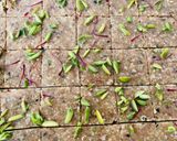 A picture of step 11 of Hirasari.
