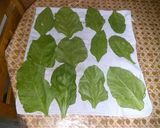 A picture of step 1 of Spinach leaf fritters.