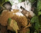 A picture of step 2 of Aam panna concentrate.