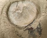 A picture of step 4 of Besan and Pyaz paratha.