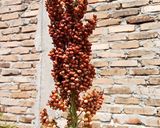 Foto langkah ke 1 dari resep Bubur Sorgum Sagu Mutiara Plus Nangka.