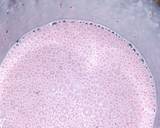 Strawberry Smoothie recipe step 1 photo