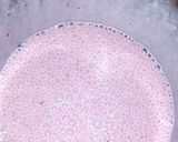 A picture of step 1 of Strawberry Smoothie.
