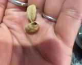 A picture of step 2 of Cardamom and tulsi tea.