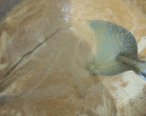 Foto del paso 5 de la receta: Mousse de piloncillo, glaseado espejo