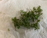 Une image de l'étape 6 de Salade de concombre et carottes au basilic crème de balsamique.