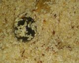 صورة لخطوة 3 من وصفة احلى فراخ مشوية