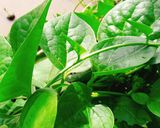 Hình bước làm 1 của món Canh ngao mồng tơi
