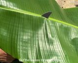 รูปขั้นตอนการทำที่ 1 ของ ห่อหมกหัวปลีเนื้อไก่บด Banana Flower Recipe