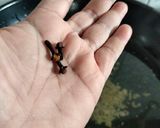 Foto langkah ke 4 dari resep Sop tahu ala hokben.