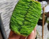 Foto langkah ke 6 dari resep Bika Ambon Mini.