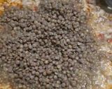 Foto del paso 5 de la receta: Guiso de arroz y lentejas