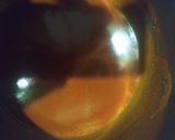 Foto del paso 4 de la receta: Alitas búfalo wings